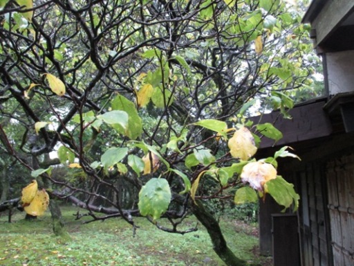 ume3300912