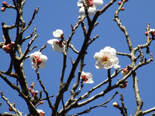 ume3310306