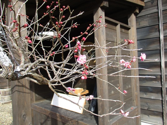 ume4020204