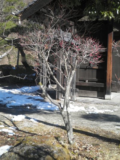 ume4280127