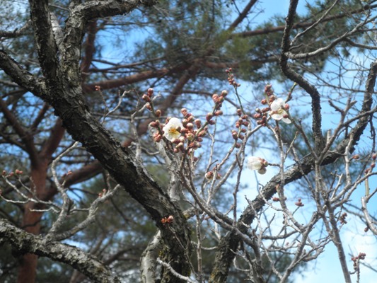 ume4280219