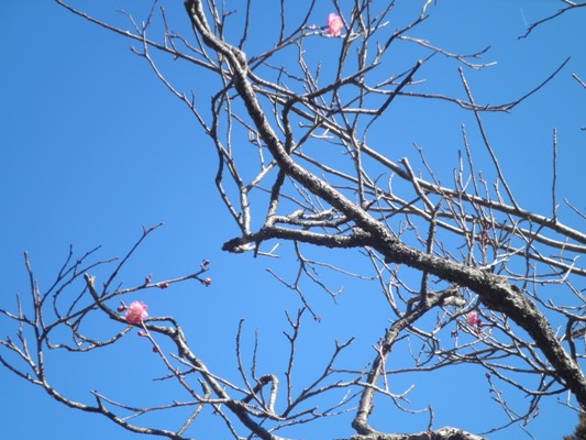 ume4290222