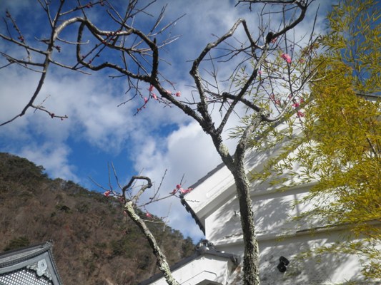 ume4290306