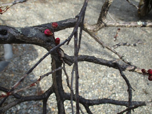 ume4300125