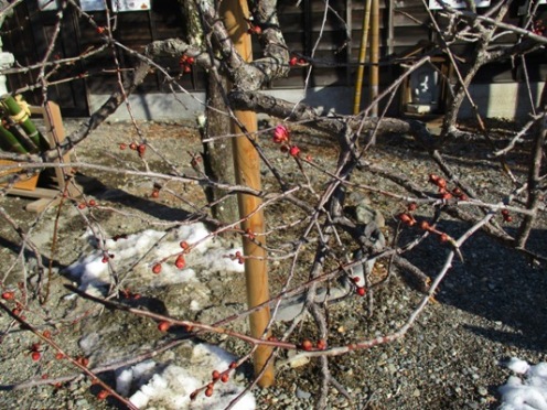 ume4300205
