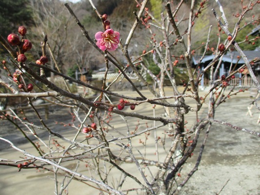 ume4300212