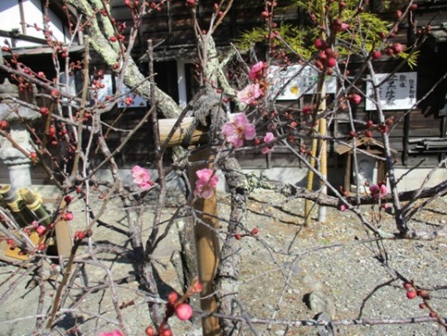 ume4300305