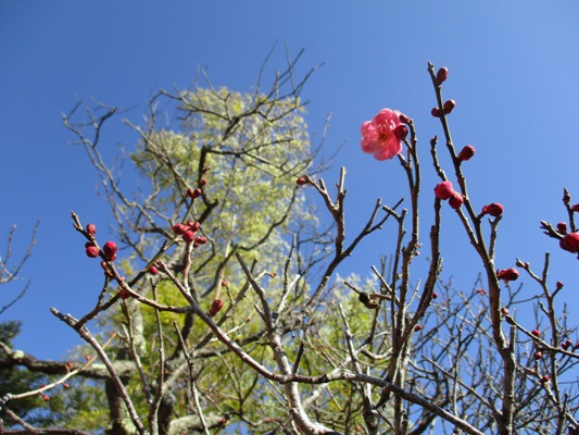 ume4300312