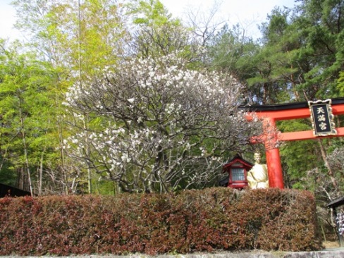 ume4300326