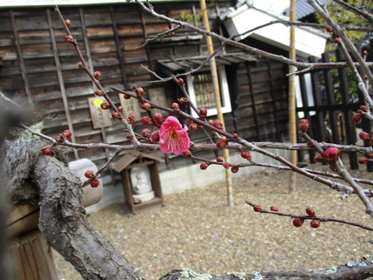ume4310111