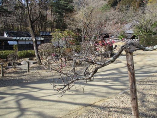 ume4310207