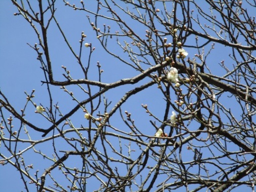 ume4310313