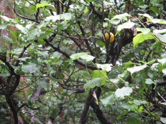 ume5010720