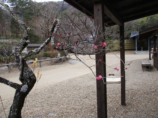 ume5020127