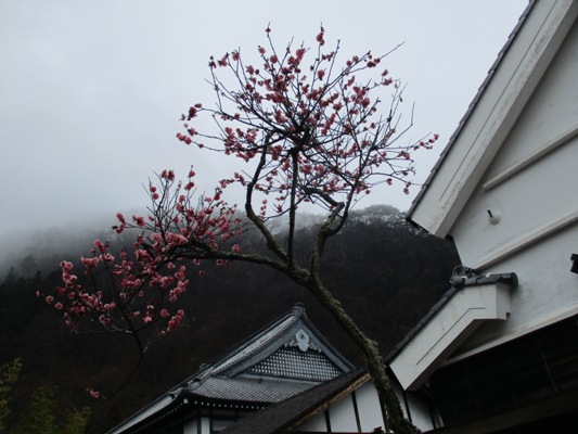 ume5020313