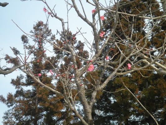 ume5280201