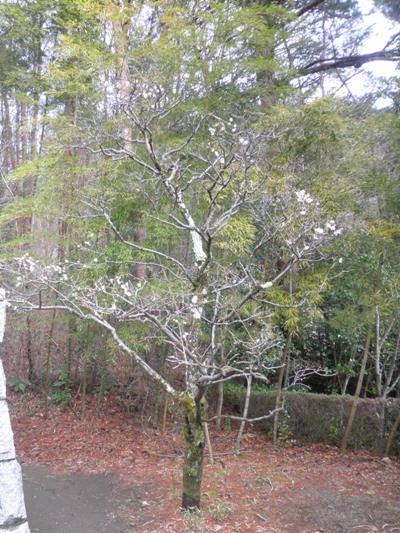 ume5280316