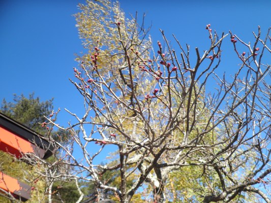 ume5290207