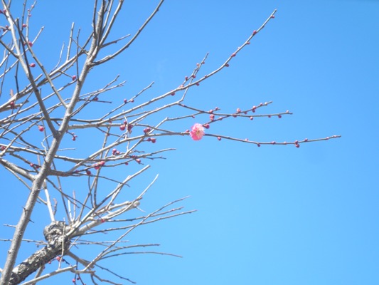 ume5290221