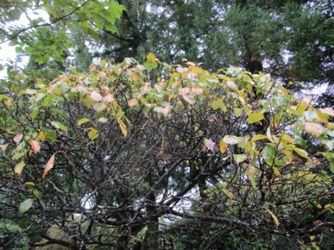 ume5291019