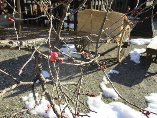 ume5300205