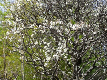 ume5300326