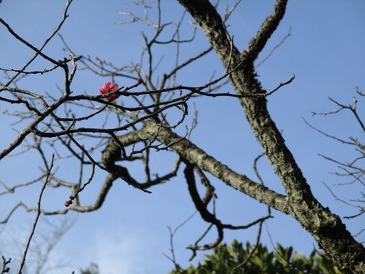 ume5310128