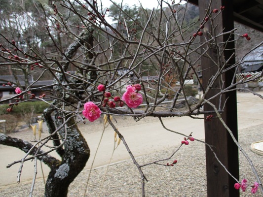 ume6020127