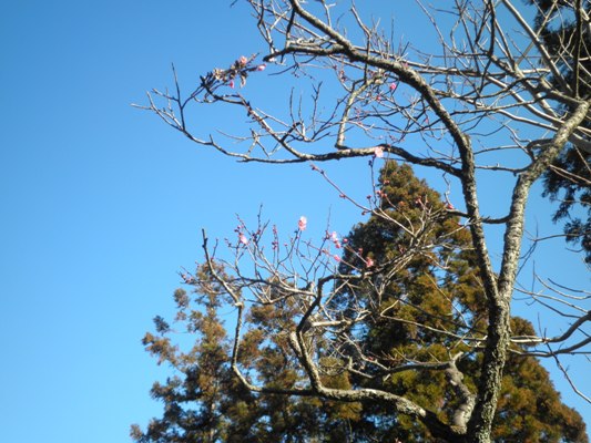 ume6280115