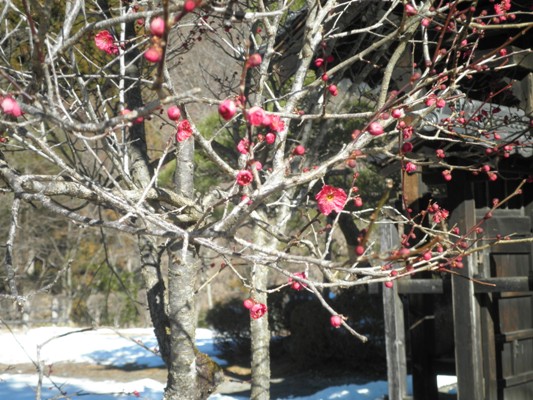 ume6280127