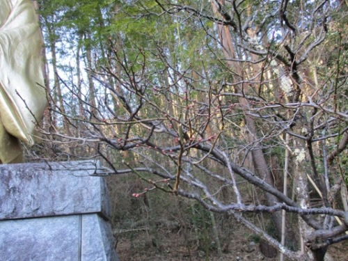 ume6300119