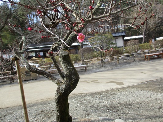 ume6300212