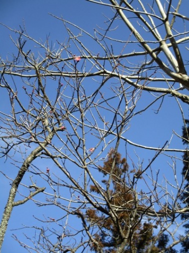 ume6310206