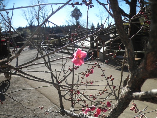 ume7290213
