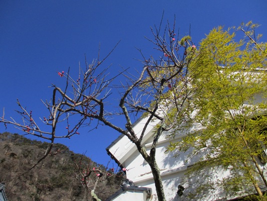 ume7300305