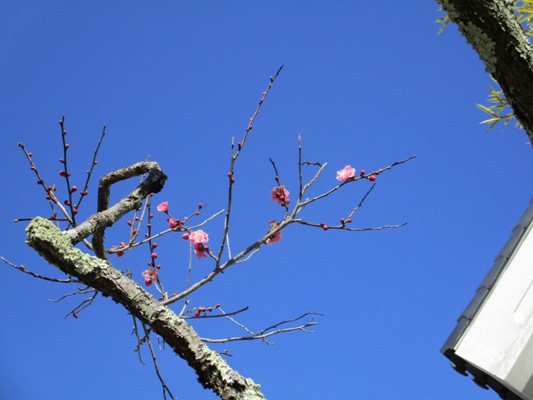 ume8300305