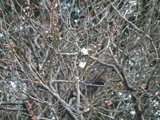 ume9280229