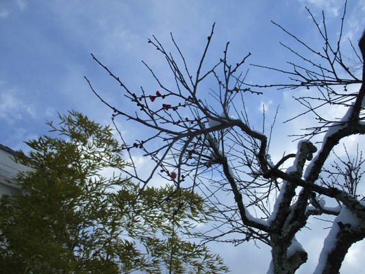 ume9300219