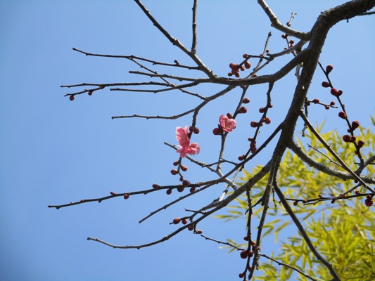 ume9300224