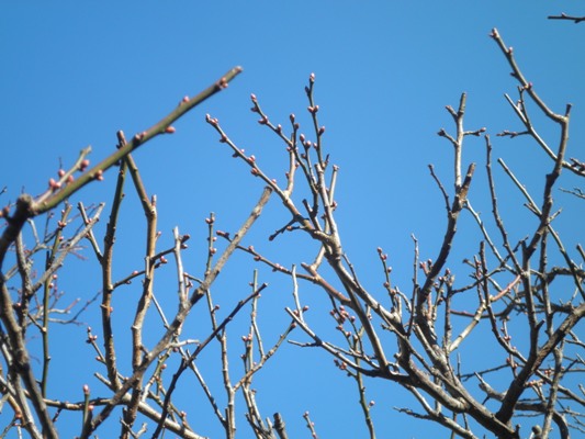 umehayasikin270114