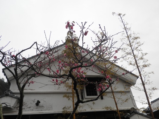 umekin1270301
