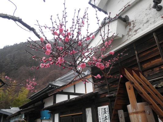 umekin2270301