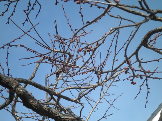umekin270105