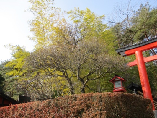 umemiya4300301