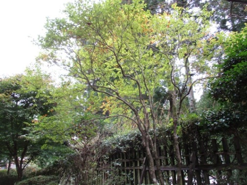 ya2011028