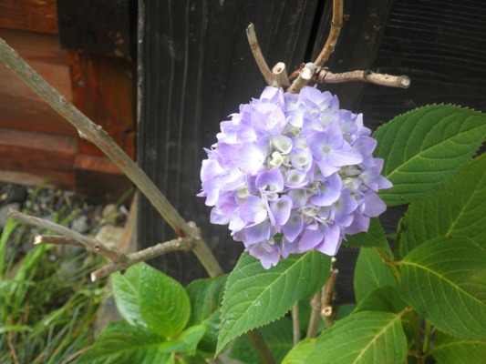 yabuajikin270609