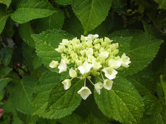 yadokin270611