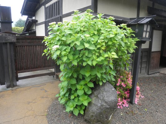 yadonaka270611