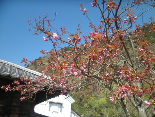 yae12280419
