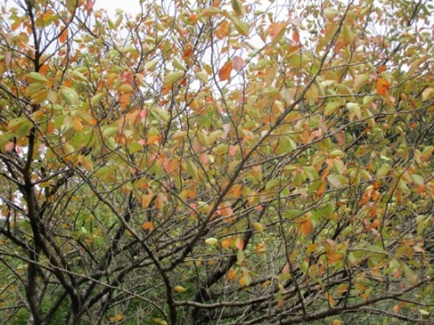 yae2291024